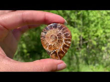 Charger et lire la vidéo dans la visionneuse de la Galerie, Ammonite de Madagascar 1
