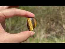 Charger et lire la vidéo dans la visionneuse de la Galerie, Oeil de tigre 79