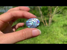 Charger et lire la vidéo dans la visionneuse de la Galerie, Abalone 69