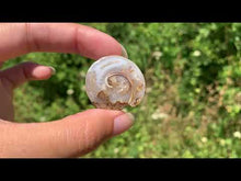 Charger et lire la vidéo dans la visionneuse de la Galerie, Ammonite 25