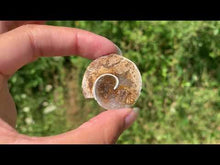 Charger et lire la vidéo dans la visionneuse de la Galerie, Ammonite 16