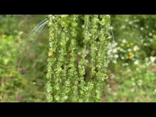 Charger et lire la vidéo dans la visionneuse de la Galerie, Perles en péridot, forme chips