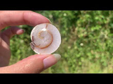 Charger et lire la vidéo dans la visionneuse de la Galerie, Ammonite 31