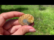 Charger et lire la vidéo dans la visionneuse de la Galerie, VENDU Ammonite de Madagascar 11