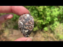 Charger et lire la vidéo dans la visionneuse de la Galerie, Jaspe à turritelles 30