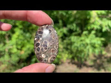 Charger et lire la vidéo dans la visionneuse de la Galerie, Jaspe à turritelles 19