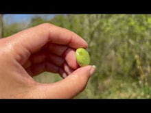 Charger et lire la vidéo dans la visionneuse de la Galerie, Opale Commune Verte 12