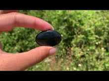 Charger et lire la vidéo dans la visionneuse de la Galerie, Oeil de faucon 5