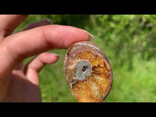 Charger et lire la vidéo dans la visionneuse de la Galerie, Ammonite de Madagascar 3