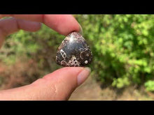 Charger et lire la vidéo dans la visionneuse de la Galerie, Jaspe à turritelles 32