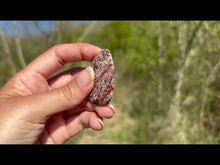 Charger et lire la vidéo dans la visionneuse de la Galerie, Jaspe Léopard 1