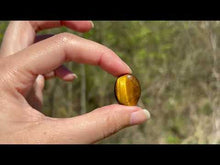 Charger et lire la vidéo dans la visionneuse de la Galerie, Oeil de tigre 68