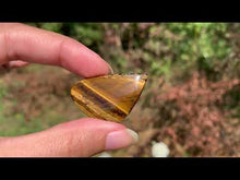 Charger et lire la vidéo dans la visionneuse de la Galerie, Oeil de tigre 47