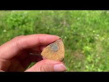 Charger et lire la vidéo dans la visionneuse de la Galerie, Ammonite de Madagascar 19