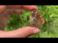 Charger et lire la vidéo dans la visionneuse de la Galerie, VENDU Ammonite de Madagascar 4