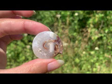 Charger et lire la vidéo dans la visionneuse de la Galerie, Ammonite 29
