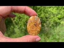 Charger et lire la vidéo dans la visionneuse de la Galerie, Ammonite de Madagascar 3