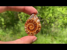 Charger et lire la vidéo dans la visionneuse de la Galerie, Ammonite de Madagascar 2