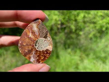 Charger et lire la vidéo dans la visionneuse de la Galerie, Ammonite de Madagascar 2
