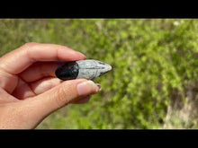 Charger et lire la vidéo dans la visionneuse de la Galerie, Orthoceras 1