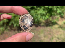 Charger et lire la vidéo dans la visionneuse de la Galerie, Jaspe à turritelles 21