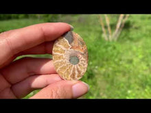 Charger et lire la vidéo dans la visionneuse de la Galerie, Ammonite de Madagascar 17