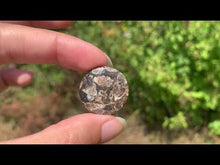 Charger et lire la vidéo dans la visionneuse de la Galerie, Jaspe à turritelles 29