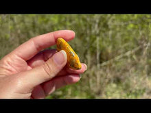 Charger et lire la vidéo dans la visionneuse de la Galerie, Jaspe Bumblebee 24