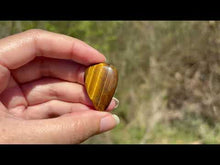 Charger et lire la vidéo dans la visionneuse de la Galerie, Oeil de tigre 77