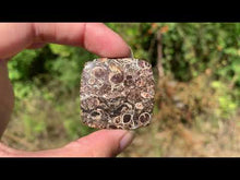 Charger et lire la vidéo dans la visionneuse de la Galerie, Jaspe à turritelles 11