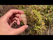 Charger et lire la vidéo dans la visionneuse de la Galerie, Calcite 19