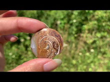 Charger et lire la vidéo dans la visionneuse de la Galerie, VENDU Ammonite 36