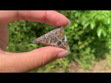 Charger et lire la vidéo dans la visionneuse de la Galerie, Agate sagénitique 33