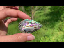Charger et lire la vidéo dans la visionneuse de la Galerie, Abalone 55