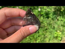 Charger et lire la vidéo dans la visionneuse de la Galerie, Agate sagénitique 15