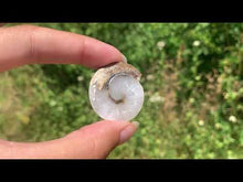 Charger et lire la vidéo dans la visionneuse de la Galerie, Ammonite 21