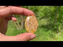 Charger et lire la vidéo dans la visionneuse de la Galerie, VENDU Ammonite de Madagascar 11