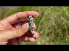 Charger et lire la vidéo dans la visionneuse de la Galerie, Jaspe Léopard 9