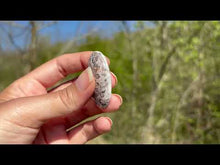 Charger et lire la vidéo dans la visionneuse de la Galerie, Jaspe Léopard 3