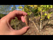 Charger et lire la vidéo dans la visionneuse de la Galerie, Calcite 21
