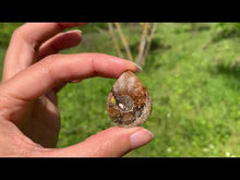 Charger et lire la vidéo dans la visionneuse de la Galerie, Ammonite de Madagascar 14