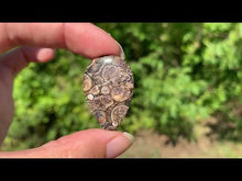 Charger et lire la vidéo dans la visionneuse de la Galerie, Jaspe à turritelles 25