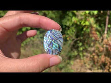 Charger et lire la vidéo dans la visionneuse de la Galerie, VENDU Abalone 50