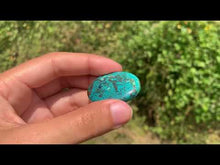 Charger et lire la vidéo dans la visionneuse de la Galerie, Chrysocolle 19