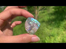 Charger et lire la vidéo dans la visionneuse de la Galerie, Abalone 57