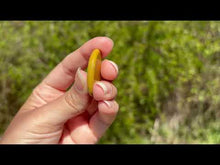 Charger et lire la vidéo dans la visionneuse de la Galerie, Jaspe Océan 13