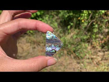 Charger et lire la vidéo dans la visionneuse de la Galerie, VENDU Abalone 47