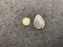 Charger l'image dans la galerie, Ammonite noire 2