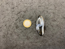 Charger l'image dans la galerie, Ammonite noire 7