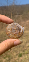 Charger l'image dans la galerie, VENDU Ammonite 9